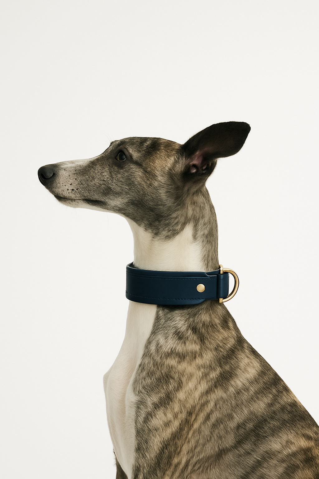 The Yorke Dog Collar